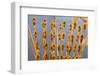 Wangfujing Snack Street.-Jon Hicks-Framed Photographic Print