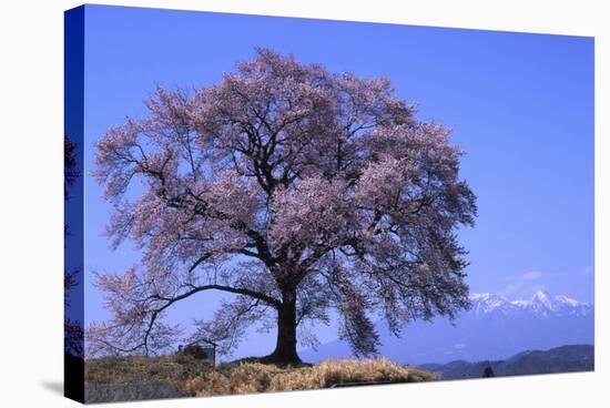 Wanizuka Cherry, Yamanashi Prefecture, Japan. Japan Alps-Bill Tingey-Stretched Canvas