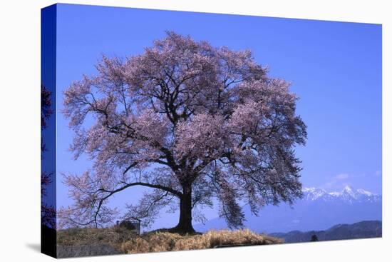 Wanizuka Cherry, Yamanashi Prefecture, Japan. Japan Alps-Bill Tingey-Stretched Canvas
