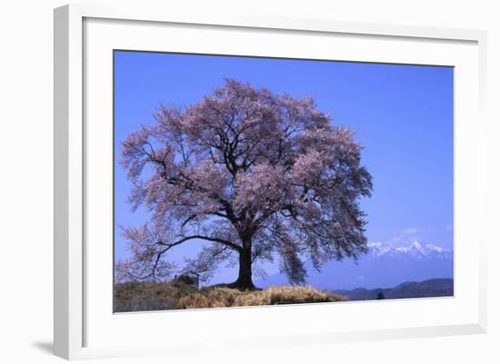 Wanizuka Cherry, Yamanashi Prefecture, Japan. Japan Alps-Bill Tingey-Framed Photographic Print