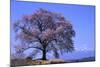 Wanizuka Cherry, Yamanashi Prefecture, Japan. Japan Alps-Bill Tingey-Mounted Photographic Print