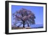 Wanizuka Cherry, Yamanashi Prefecture, Japan. Japan Alps-Bill Tingey-Framed Photographic Print