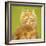 Wanna Love Me Cat-Cora Niele-Framed Giclee Print