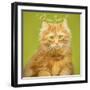 Wanna Love Me Cat-Cora Niele-Framed Giclee Print