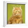 Wanna Love Me Cat-Cora Niele-Framed Giclee Print