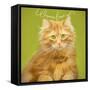 Wanna Love Me Cat-Cora Niele-Framed Stretched Canvas