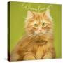 Wanna Love Me Cat-Cora Niele-Stretched Canvas