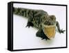 Want a Fight?: This Baby Alligator Has a Big Mouth at Bristol Zoo, November 1997-null-Framed Stretched Canvas