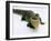 Want a Fight?: This Baby Alligator Has a Big Mouth at Bristol Zoo, November 1997-null-Framed Premium Photographic Print