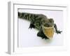 Want a Fight?: This Baby Alligator Has a Big Mouth at Bristol Zoo, November 1997-null-Framed Premium Photographic Print