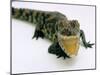 Want a Fight?: This Baby Alligator Has a Big Mouth at Bristol Zoo, November 1997-null-Mounted Premium Photographic Print