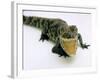 Want a Fight?: This Baby Alligator Has a Big Mouth at Bristol Zoo, November 1997-null-Framed Photographic Print