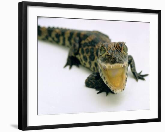 Want a Fight?: This Baby Alligator Has a Big Mouth at Bristol Zoo, November 1997-null-Framed Photographic Print