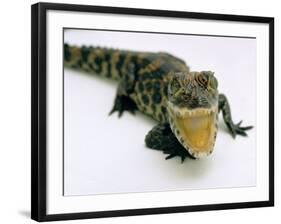 Want a Fight?: This Baby Alligator Has a Big Mouth at Bristol Zoo, November 1997-null-Framed Photographic Print