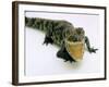 Want a Fight?: This Baby Alligator Has a Big Mouth at Bristol Zoo, November 1997-null-Framed Photographic Print