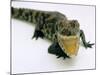 Want a Fight?: This Baby Alligator Has a Big Mouth at Bristol Zoo, November 1997-null-Mounted Photographic Print