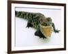 Want a Fight?: This Baby Alligator Has a Big Mouth at Bristol Zoo, November 1997-null-Framed Photographic Print