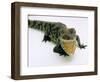 Want a Fight?: This Baby Alligator Has a Big Mouth at Bristol Zoo, November 1997-null-Framed Photographic Print