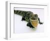 Want a Fight?: This Baby Alligator Has a Big Mouth at Bristol Zoo, November 1997-null-Framed Photographic Print