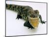 Want a Fight?: This Baby Alligator Has a Big Mouth at Bristol Zoo, November 1997-null-Mounted Photographic Print