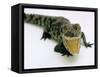 Want a Fight?: This Baby Alligator Has a Big Mouth at Bristol Zoo, November 1997-null-Framed Stretched Canvas