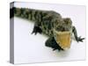 Want a Fight?: This Baby Alligator Has a Big Mouth at Bristol Zoo, November 1997-null-Stretched Canvas