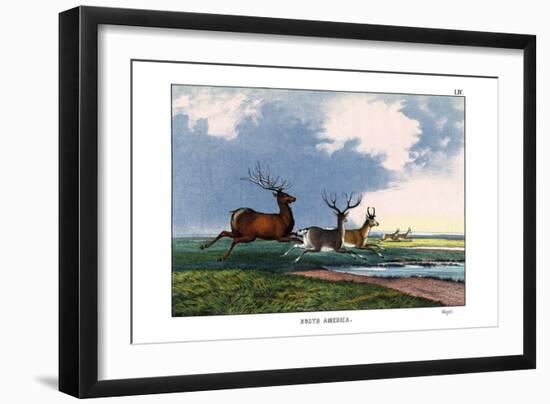 Wapiti, 1860-null-Framed Giclee Print