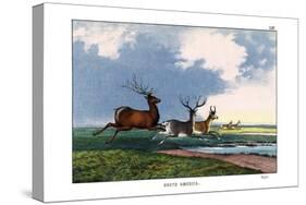 Wapiti, 1860-null-Stretched Canvas