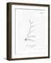 Wapiti Antlers-null-Framed Giclee Print
