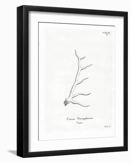 Wapiti Antlers-null-Framed Giclee Print