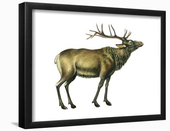 Wapiti (Cervus Canadensis), Mammals-Encyclopaedia Britannica-Framed Poster