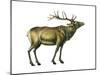 Wapiti (Cervus Canadensis), Mammals-Encyclopaedia Britannica-Mounted Poster