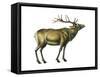 Wapiti (Cervus Canadensis), Mammals-Encyclopaedia Britannica-Framed Stretched Canvas