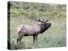 Wapiti Elk, Rocky Mountain National Park, Colorado, USA-Diane Johnson-Stretched Canvas