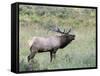 Wapiti Elk, Rocky Mountain National Park, Colorado, USA-Diane Johnson-Framed Stretched Canvas