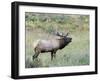 Wapiti Elk, Rocky Mountain National Park, Colorado, USA-Diane Johnson-Framed Photographic Print