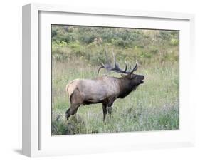 Wapiti Elk, Rocky Mountain National Park, Colorado, USA-Diane Johnson-Framed Photographic Print