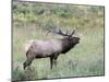 Wapiti Elk, Rocky Mountain National Park, Colorado, USA-Diane Johnson-Mounted Photographic Print