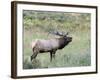 Wapiti Elk, Rocky Mountain National Park, Colorado, USA-Diane Johnson-Framed Photographic Print