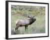 Wapiti Elk, Rocky Mountain National Park, Colorado, USA-Diane Johnson-Framed Photographic Print