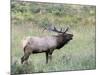 Wapiti Elk, Rocky Mountain National Park, Colorado, USA-Diane Johnson-Mounted Photographic Print
