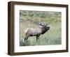 Wapiti Elk, Rocky Mountain National Park, Colorado, USA-Diane Johnson-Framed Photographic Print