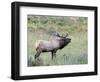 Wapiti Elk, Rocky Mountain National Park, Colorado, USA-Diane Johnson-Framed Photographic Print