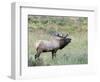 Wapiti Elk, Rocky Mountain National Park, Colorado, USA-Diane Johnson-Framed Photographic Print