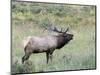 Wapiti Elk, Rocky Mountain National Park, Colorado, USA-Diane Johnson-Mounted Photographic Print