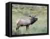 Wapiti Elk, Rocky Mountain National Park, Colorado, USA-Diane Johnson-Framed Stretched Canvas