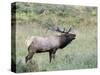 Wapiti Elk, Rocky Mountain National Park, Colorado, USA-Diane Johnson-Stretched Canvas