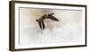 Wapiti Valley, Wyoming USA. A Canadian goose takes flight over frost covered bushes.-Janet Muir-Framed Photographic Print