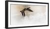 Wapiti Valley, Wyoming USA. A Canadian goose takes flight over frost covered bushes.-Janet Muir-Framed Photographic Print