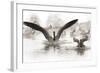 Wapiti Valley, Wyoming. Usa. Canadian Geese Land in a Winter's Pond-Janet Muir-Framed Photographic Print